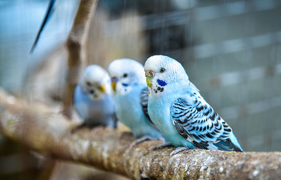 It is a long established fact that a reader will