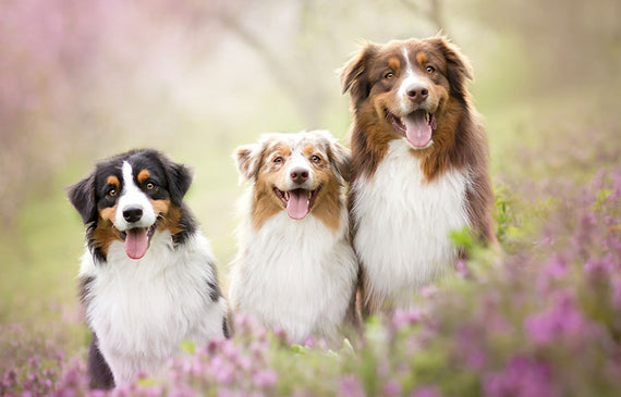 Temporibus autem quibusdam