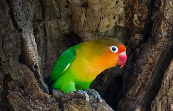 The Standard Chunk Of Lorem Ipsum Used Since