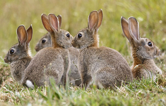 It is a long established fact that a reader will